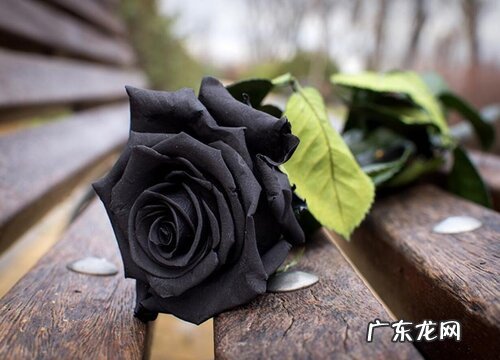 图片 代表高贵冷艳的花 象征寓意是冷艳高冷的花