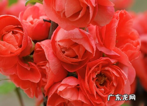 图片 代表高贵冷艳的花 象征寓意是冷艳高冷的花