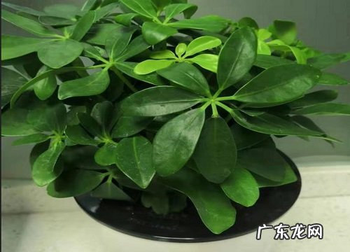 鸭掌木不冒新芽是怎么回事呢