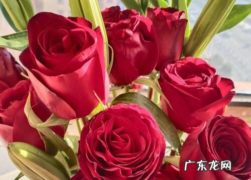 如何区分月季花和玫瑰花