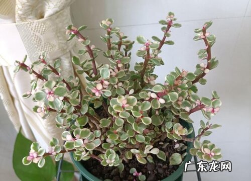 雅乐之舞和金枝玉叶怎么养护