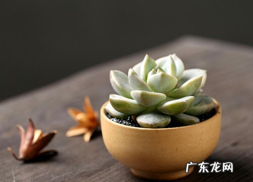 适合送人的多肉植物