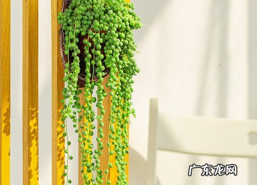 适合送人的多肉植物