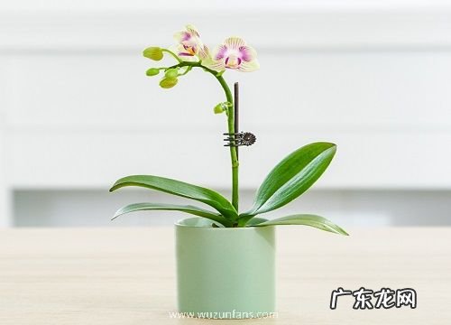 蝴蝶兰长出花苞后能提前开花的方法