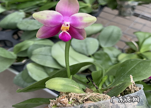 蝴蝶兰长出花苞后能提前开花的方法