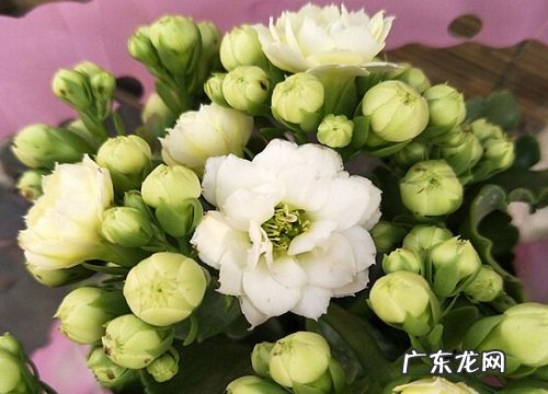 长寿花花期养护技巧