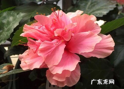 新手养扶桑花一定要学会的养护技巧