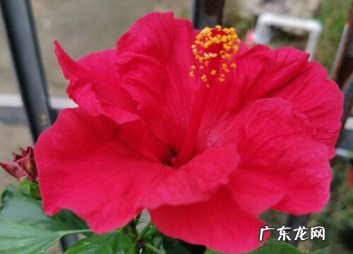 新手养扶桑花一定要学会的养护技巧