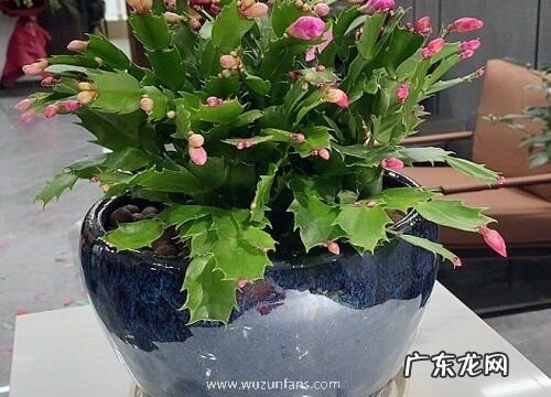 嫁接蟹爪兰需要注意的问题