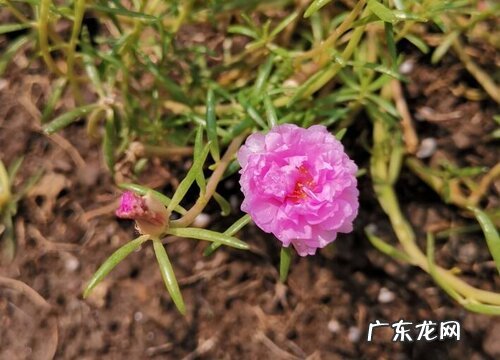 太阳花一年开几次花