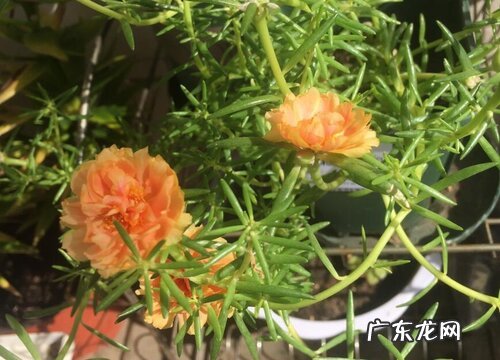 太阳花一年开几次花