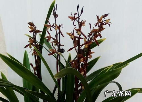 墨兰企黑什么时候开花 一般几月份开花