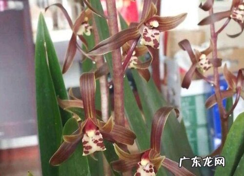 墨兰企黑什么时候开花 一般几月份开花