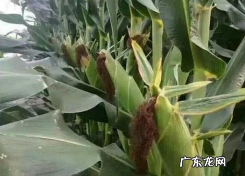 登海1717审定公告、价格 登海1717玉米种子简介