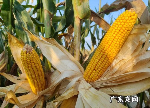 登海1717审定公告、价格 登海1717玉米种子简介