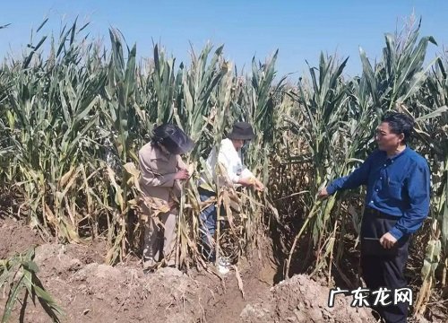 登海1717审定公告、价格 登海1717玉米种子简介