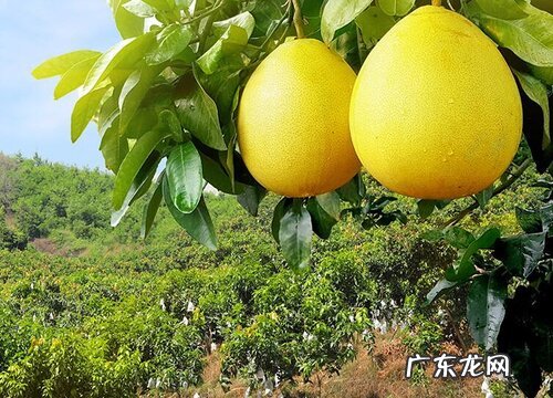全国盛产柚子的地方哪里最有名 中国十大柚子之乡