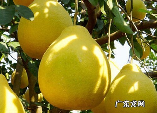 全国盛产柚子的地方哪里最有名 中国十大柚子之乡