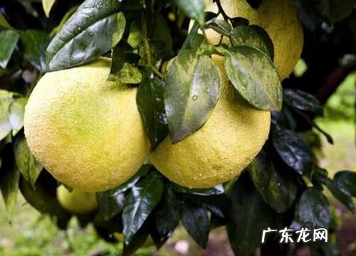 全国盛产柚子的地方哪里最有名 中国十大柚子之乡