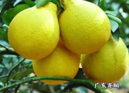 全国盛产柚子的地方哪里最有名 中国十大柚子之乡