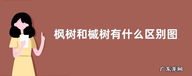 枫树和槭树的叶子有什么不同 枫树和槭树有什么区别图片