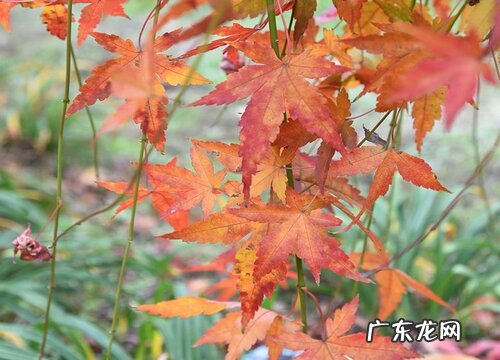 枫树和槭树的叶子有什么不同 枫树和槭树有什么区别图片