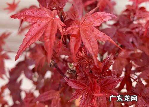 枫树和槭树的叶子有什么不同 枫树和槭树有什么区别图片