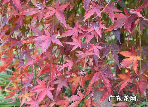 枫树和槭树的叶子有什么不同 枫树和槭树有什么区别图片