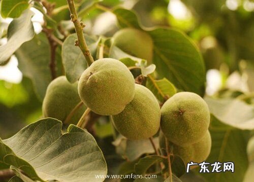 核桃树种植条件和效益 生长环境要求