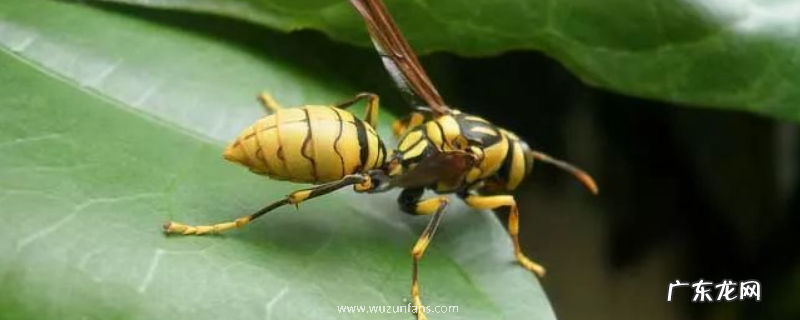 胡蜂蜂王多少钱一只,胡蜂群体的职能分配