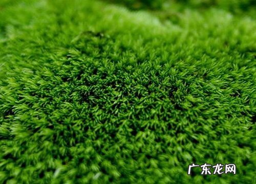 苔藓通常有什么的分化 苔藓植物有没有根茎叶的分化