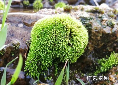 苔藓通常有什么的分化 苔藓植物有没有根茎叶的分化
