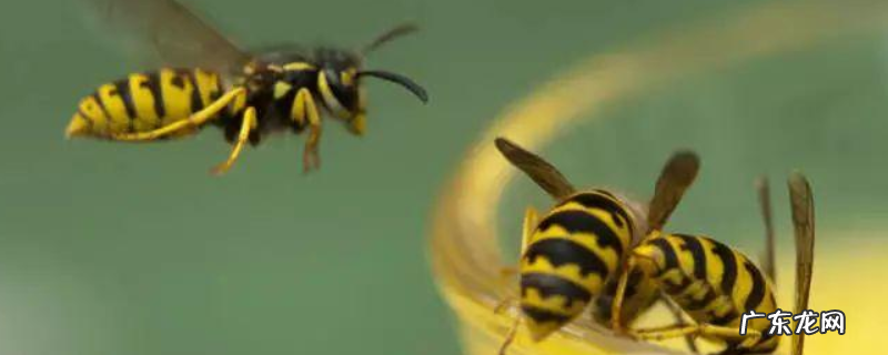 胡蜂和蜜蜂的的区别，详细如下