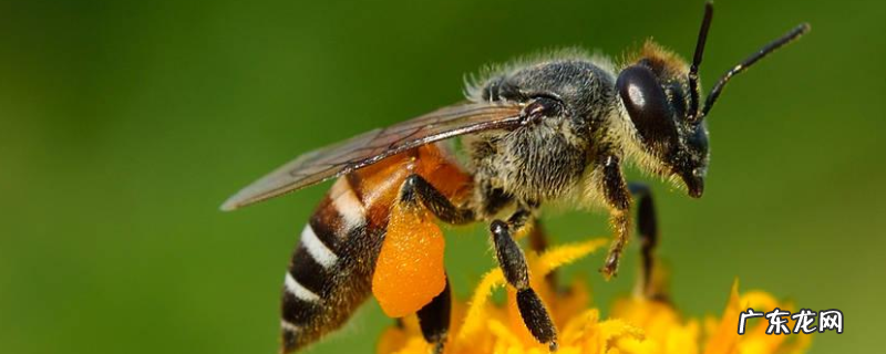 蜜蜂养殖的关键性技术,有这几方面