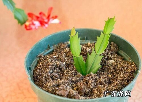 蟹爪兰可以扦插吗