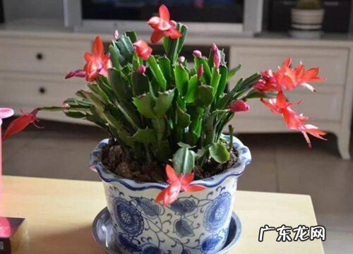 蟹爪兰可以扦插吗