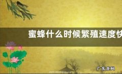 蜜蜂什么时候繁殖速度快，蜜蜂繁殖速度的影响因素有哪些