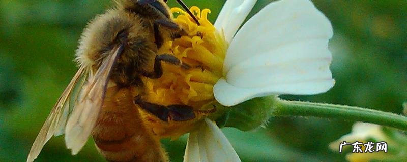 冬天养蜂怎么保温才正确,具体措施有哪些