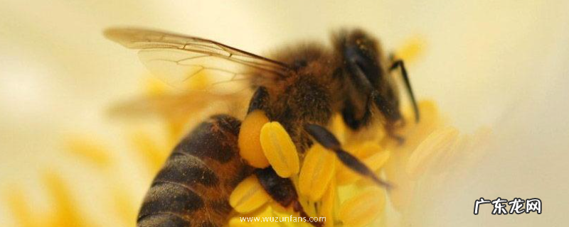 怎么快速解除分蜂热，附更换蜂王的意义