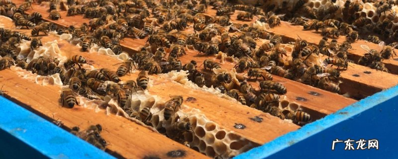 蜜蜂春繁怎样以强补弱，蜜蜂春繁技巧