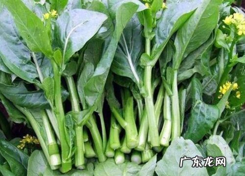 蔬菜菜苔和菜心是同一样东西吗 菜苔和菜心的区别