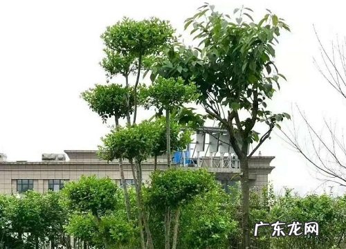 小叶女贞喜阴还是喜阳