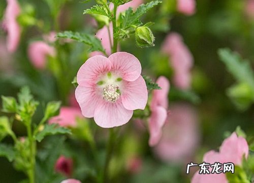 木槿花的养殖方法和注意事项有哪些