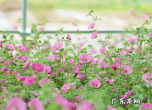 木槿花的养殖方法和注意事项有哪些