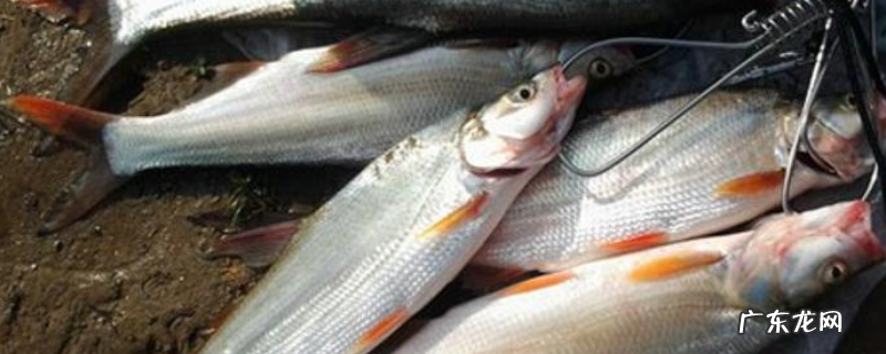 钓翘嘴红鲌用什么饵料?附食物习性