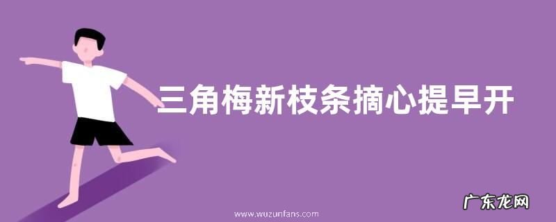 三角梅新枝条摘心提早开花的经验技巧