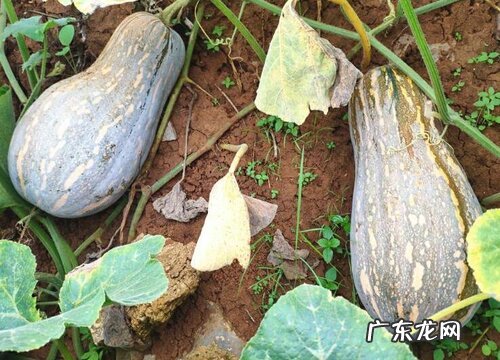 葫芦科植物有哪些