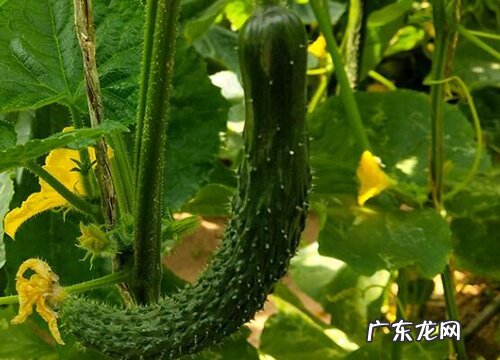 葫芦科植物有哪些