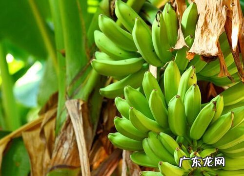 芭蕉树风水作用与寓意