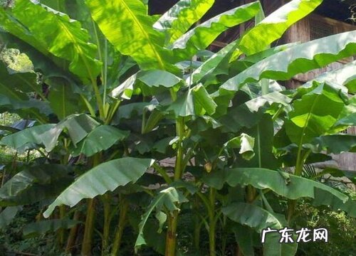 芭蕉树风水作用与寓意